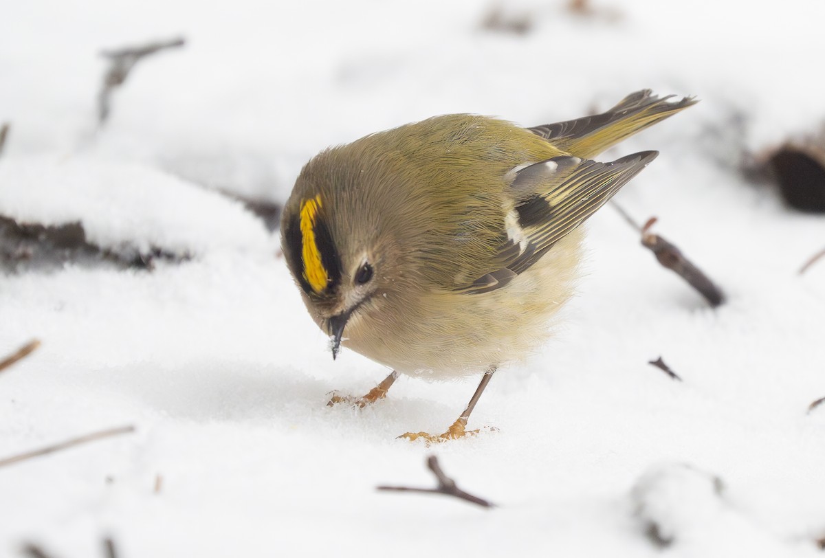 Goldcrest - ML612912018