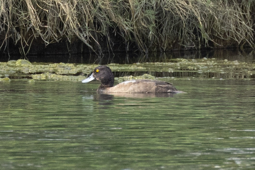 Greater Scaup - Eric VanderWerf