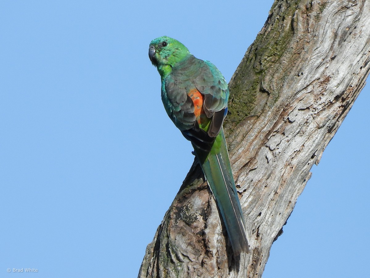 Red-rumped Parrot - ML612912137