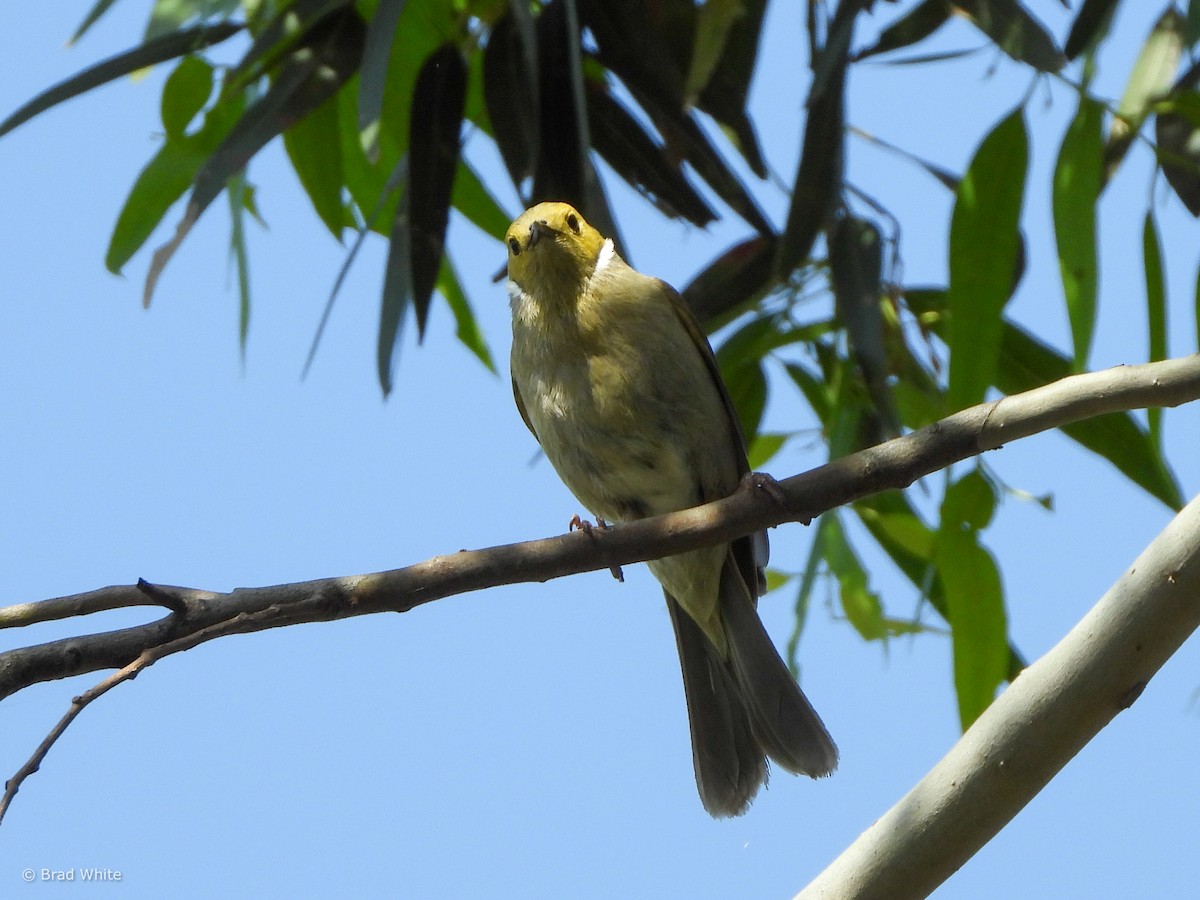 White-plumed Honeyeater - ML612912155