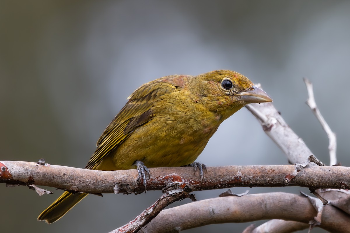 Summer Tanager - Alex Smilor