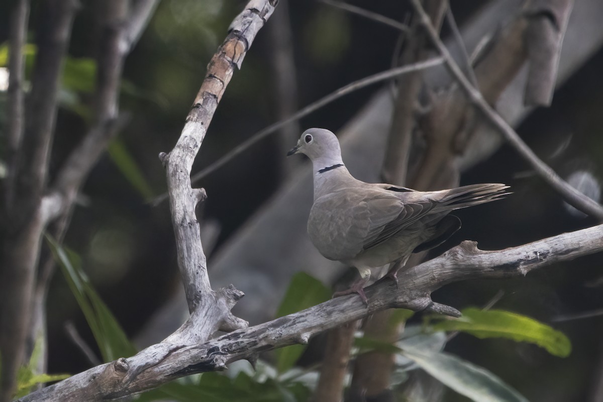 Eurasian Collared-Dove - Ravi Jesudas