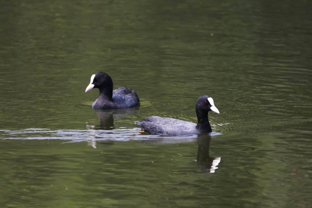 Eurasian Coot - ML612912196