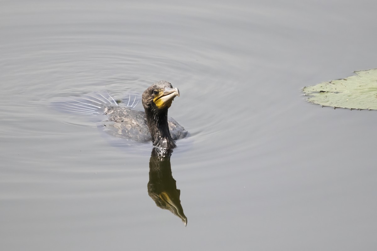 Great Cormorant - ML612912213