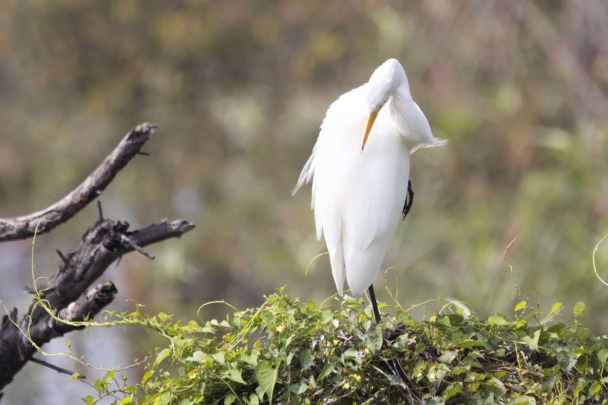 Great Egret - ML612912221