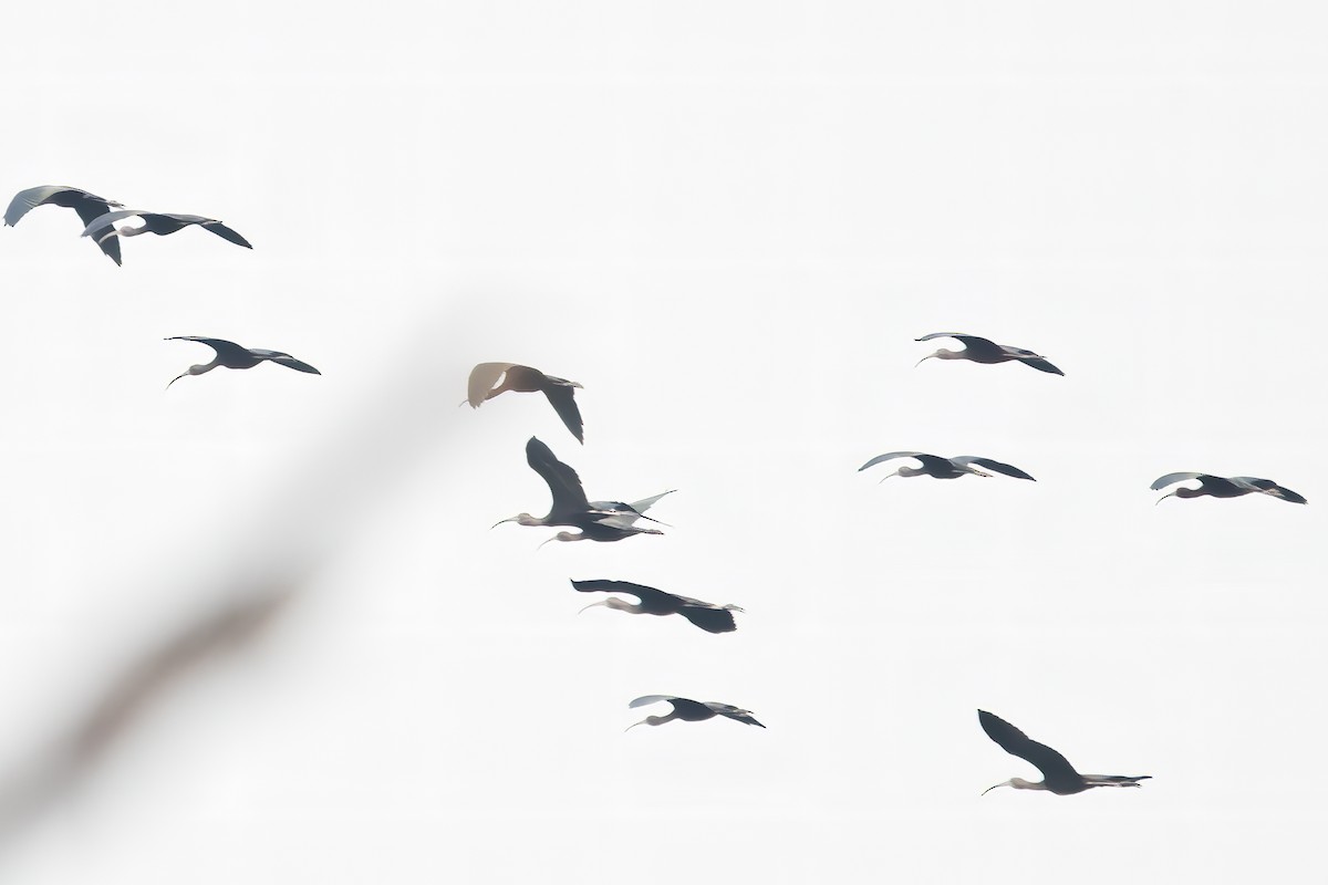 Glossy Ibis - Ravi Jesudas