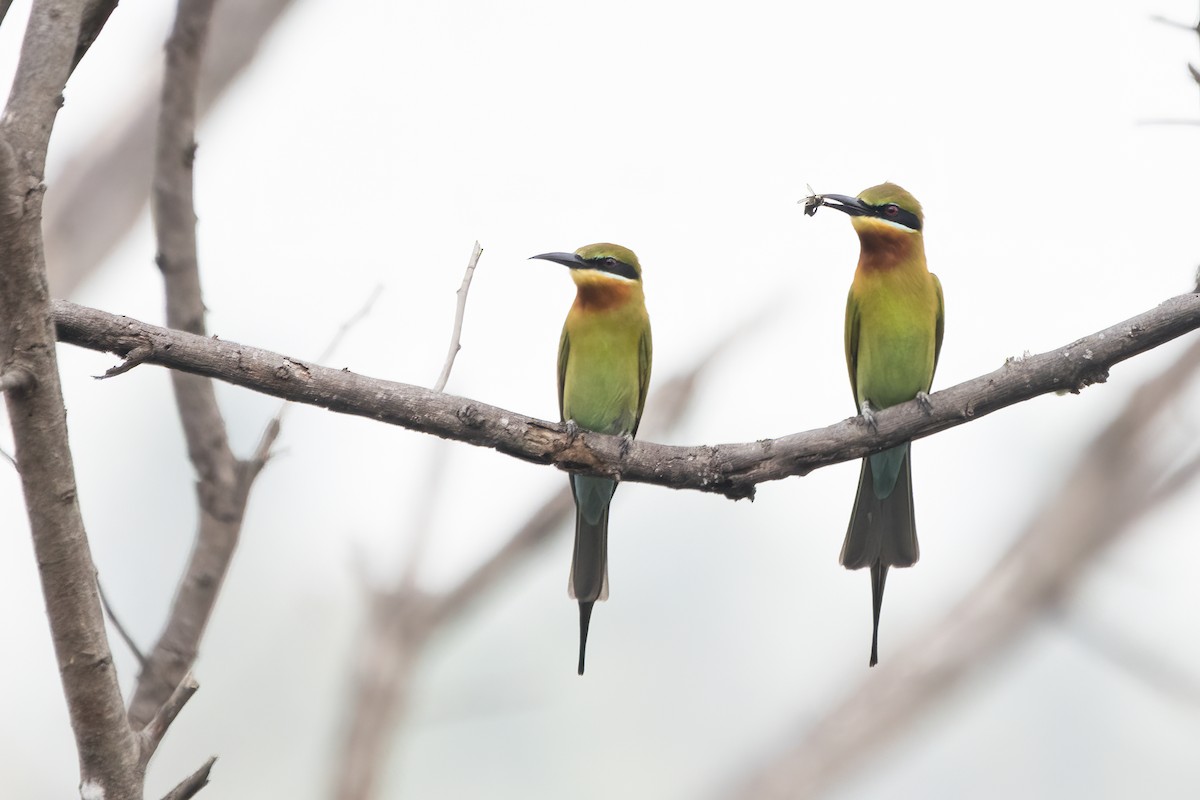 Blue-tailed Bee-eater - ML612912228