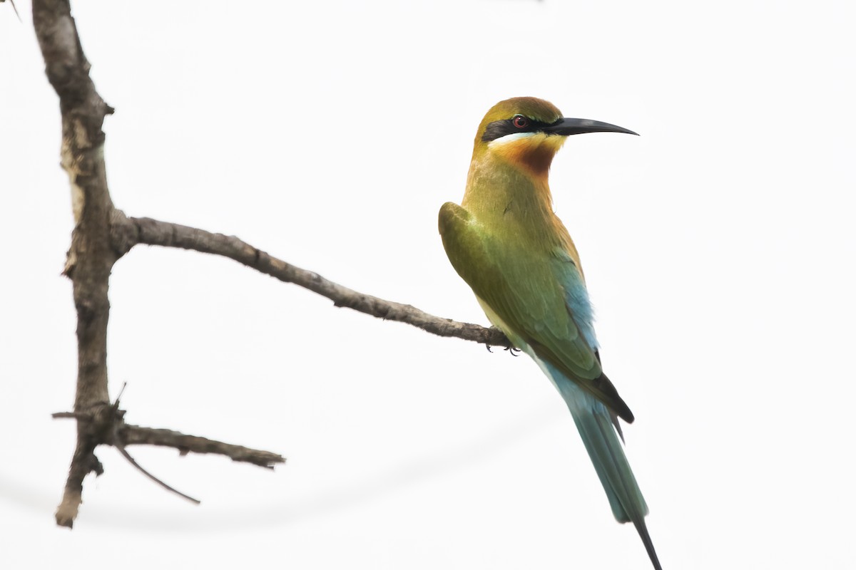 Blue-tailed Bee-eater - ML612912229