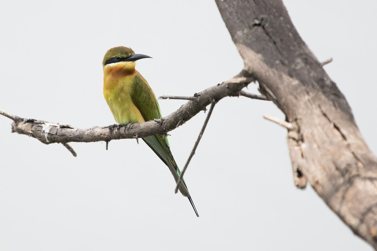 Blue-tailed Bee-eater - ML612912230