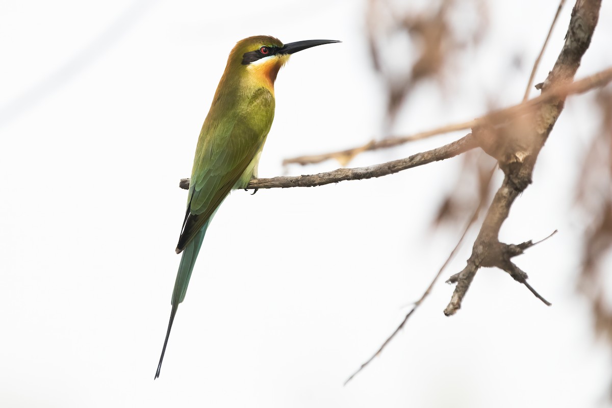Blue-tailed Bee-eater - ML612912231