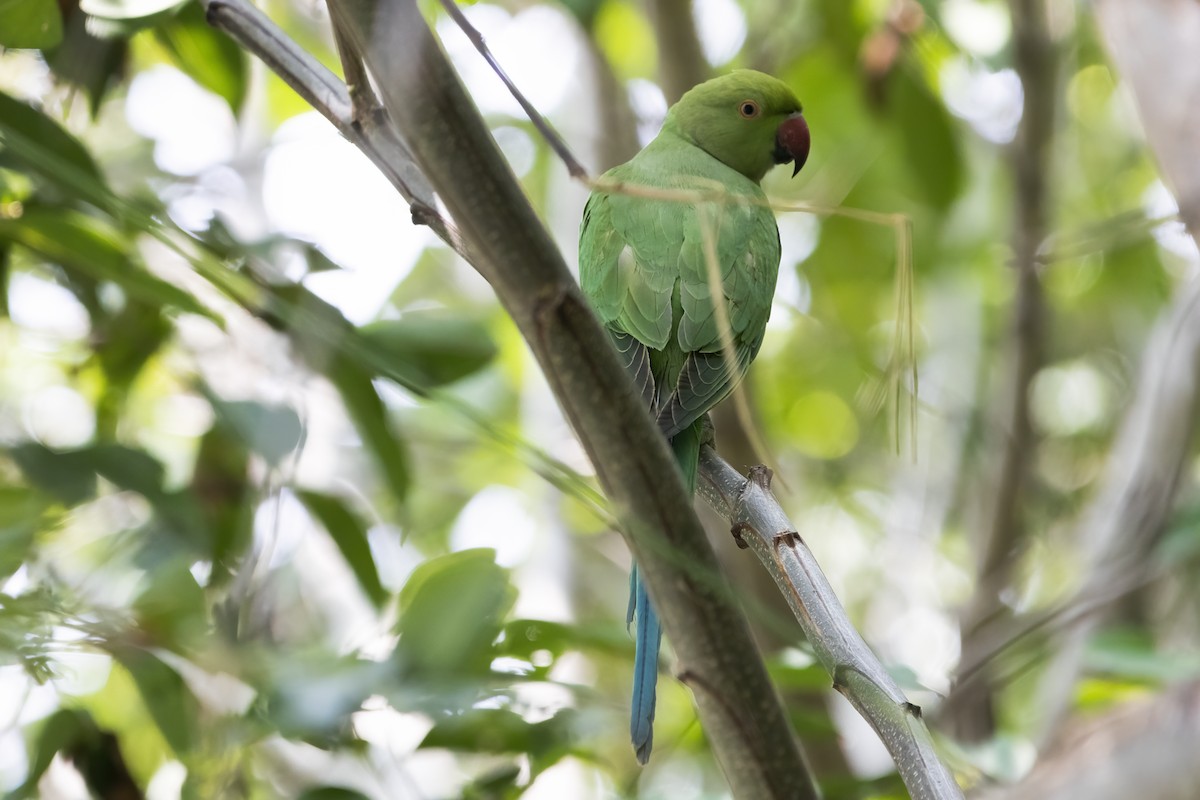 Rose-ringed Parakeet - ML612912235