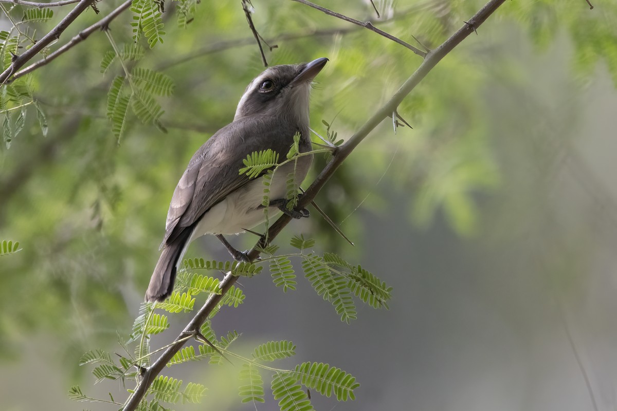 Common Woodshrike - Ravi Jesudas