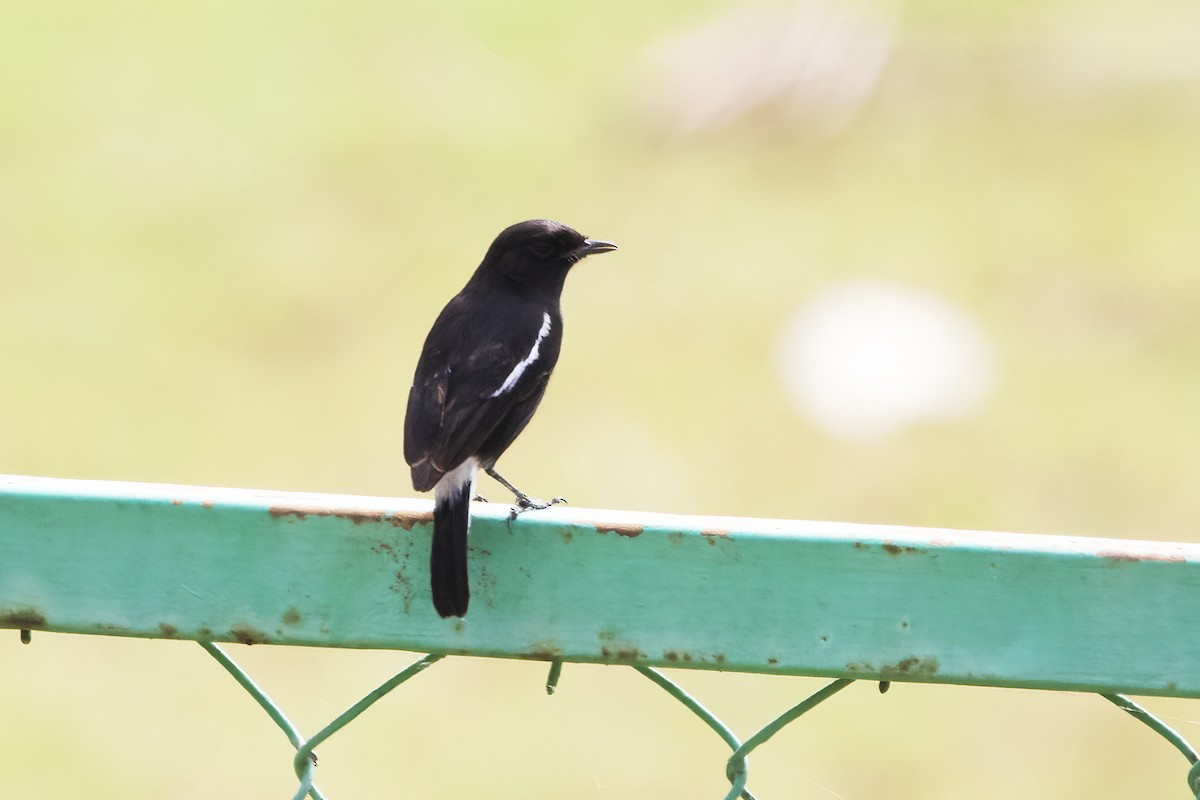 Pied Bushchat - ML612912242