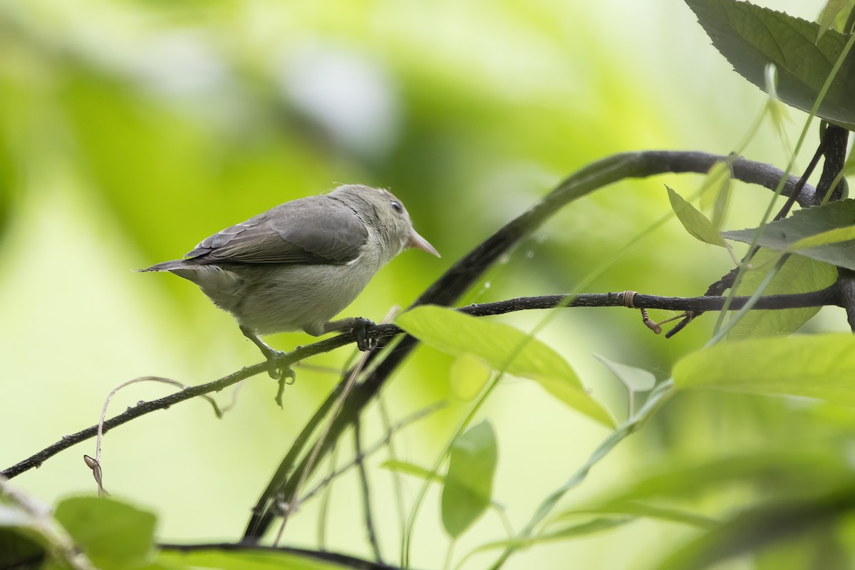 Pale-billed Flowerpecker - ML612912244