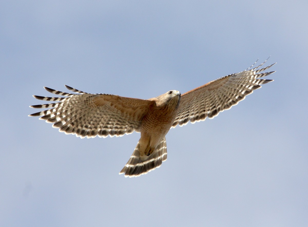 Red-shouldered Hawk - ML612912258