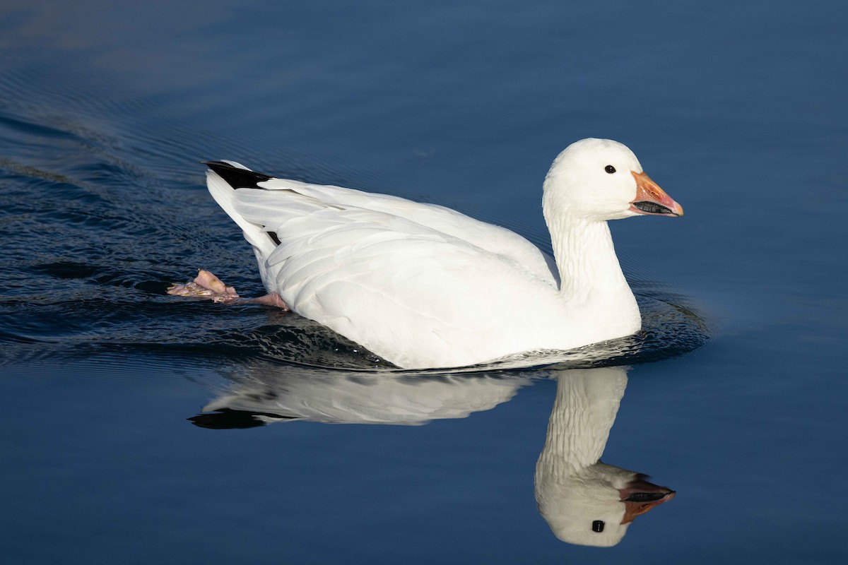 Snow Goose - Eric VanderWerf