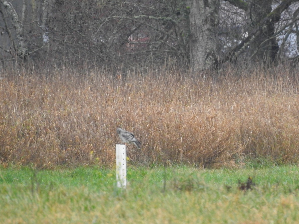 Northern Harrier - ML612912369