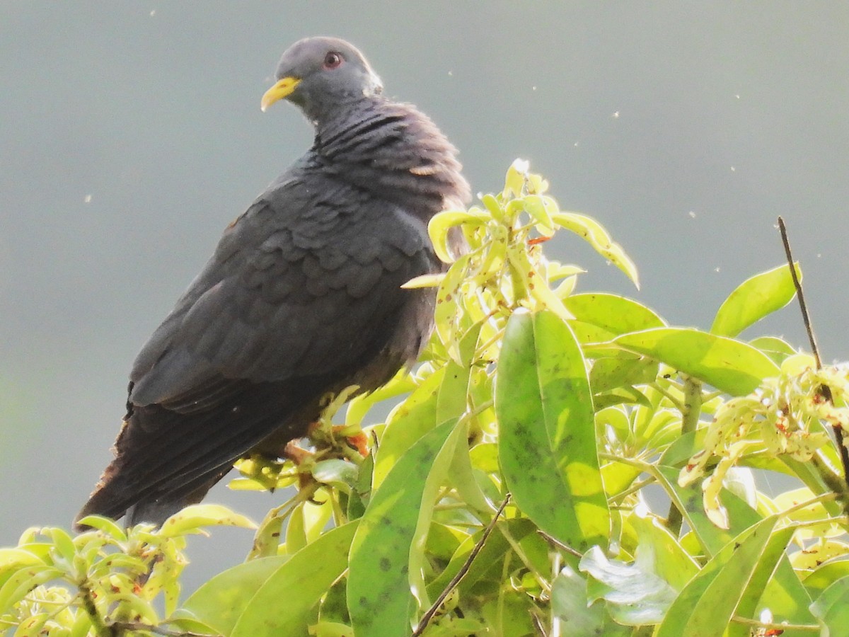 Pigeon à queue barrée (groupe albilinea) - ML612912415
