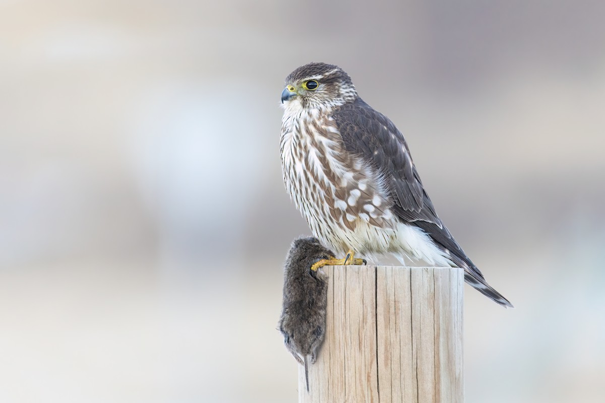 Faucon émerillon (columbarius) - ML612912438