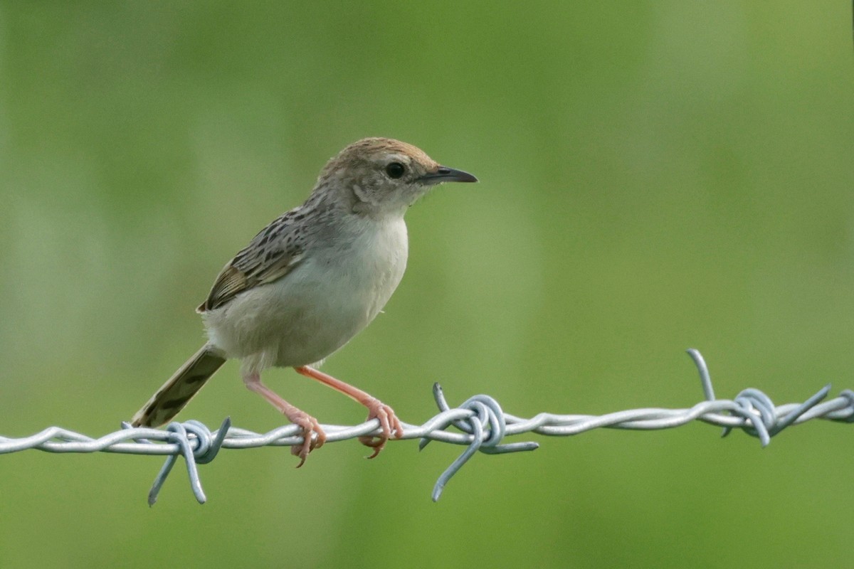 Wailing Cisticola (Wailing) - ML612912529