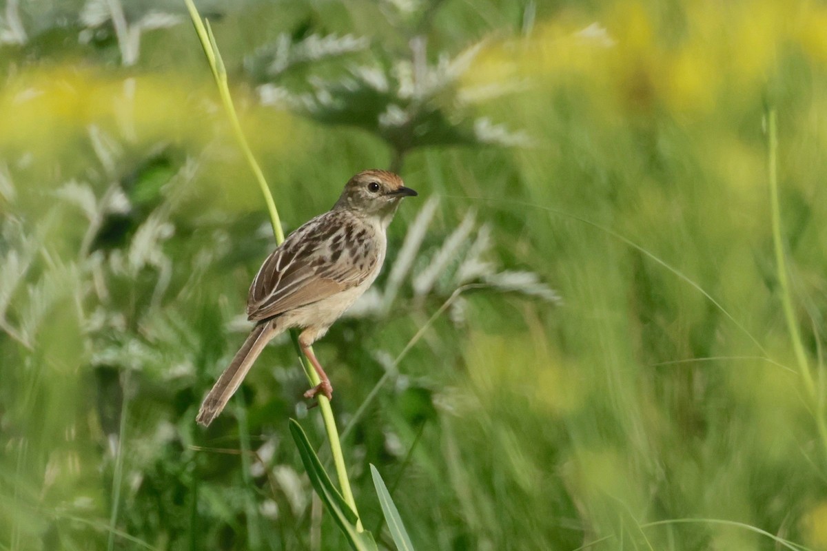 Wailing Cisticola (Wailing) - Garret Skead