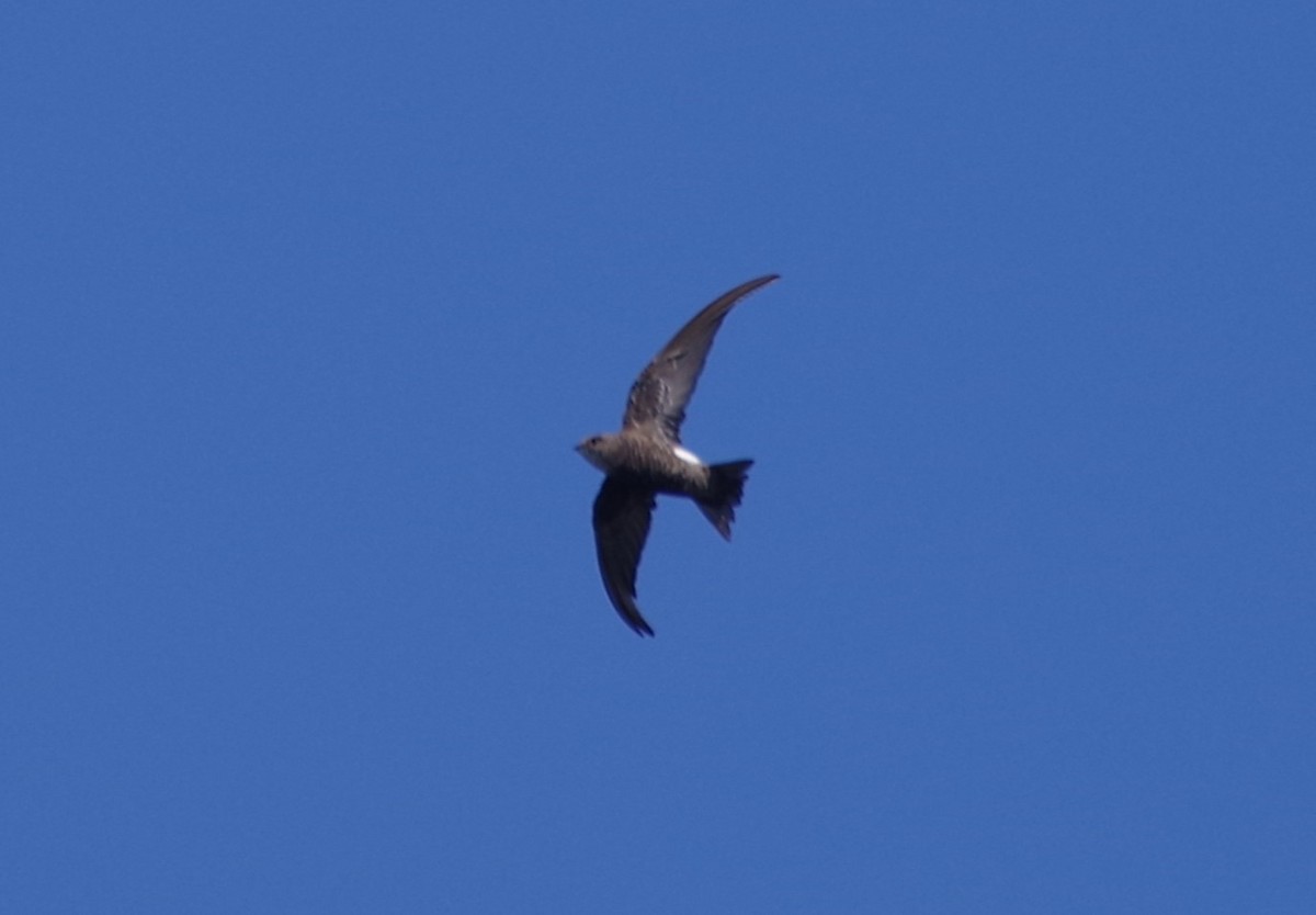 Pacific Swift - ML612912688