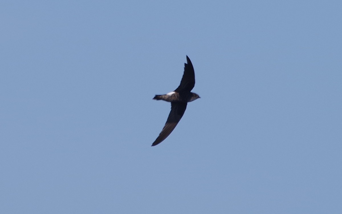 Pacific Swift - ML612912689