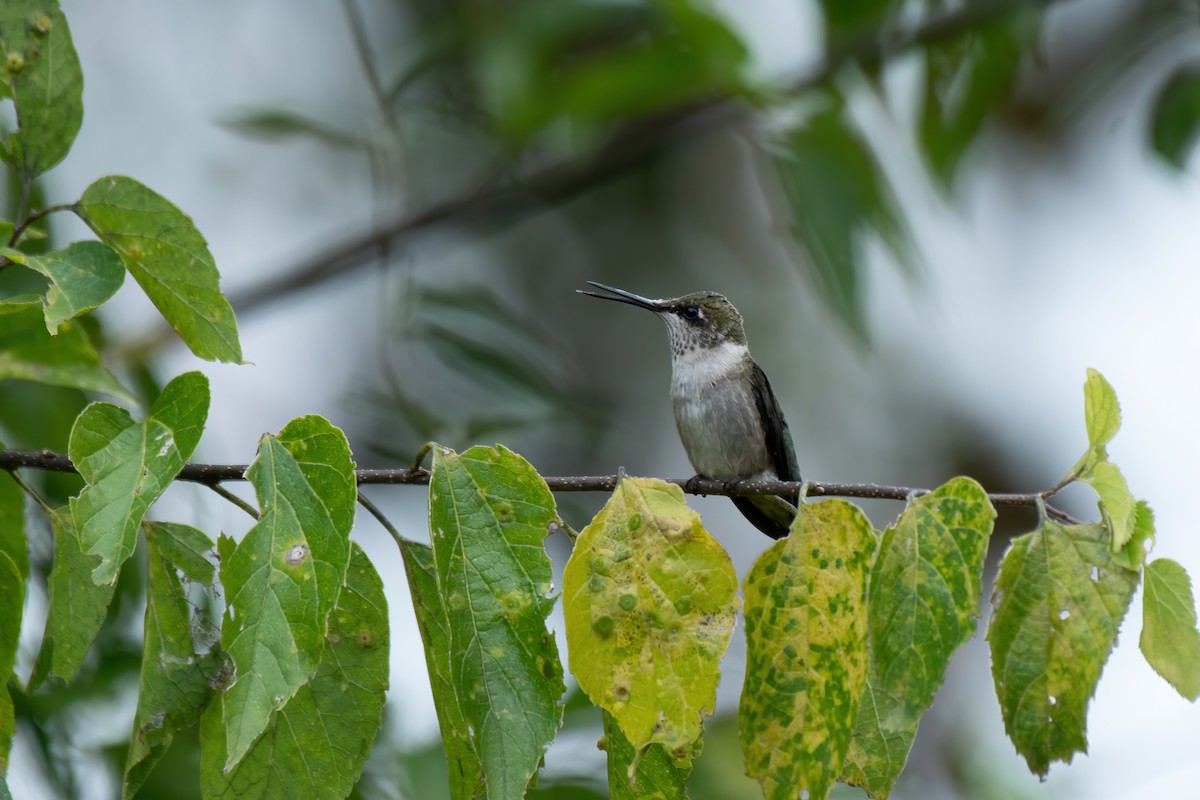 Ruby-throated Hummingbird - ML612912715