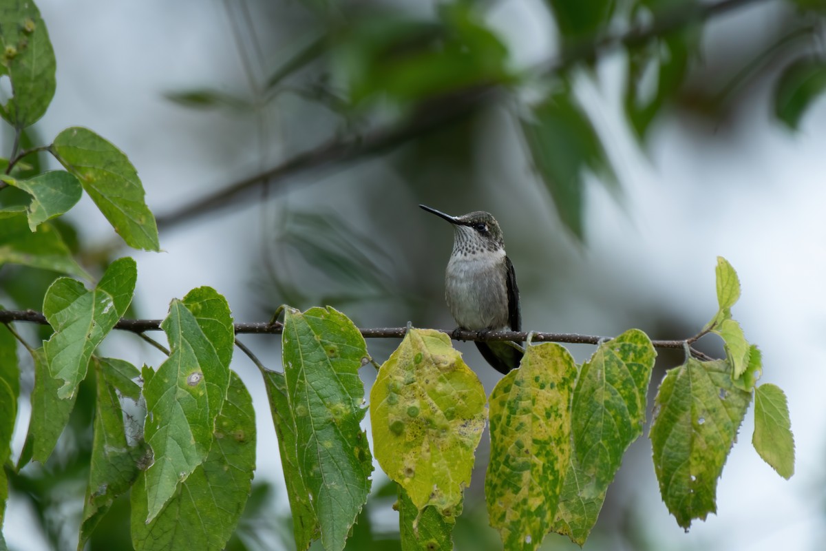 Colibri à gorge rubis - ML612912716