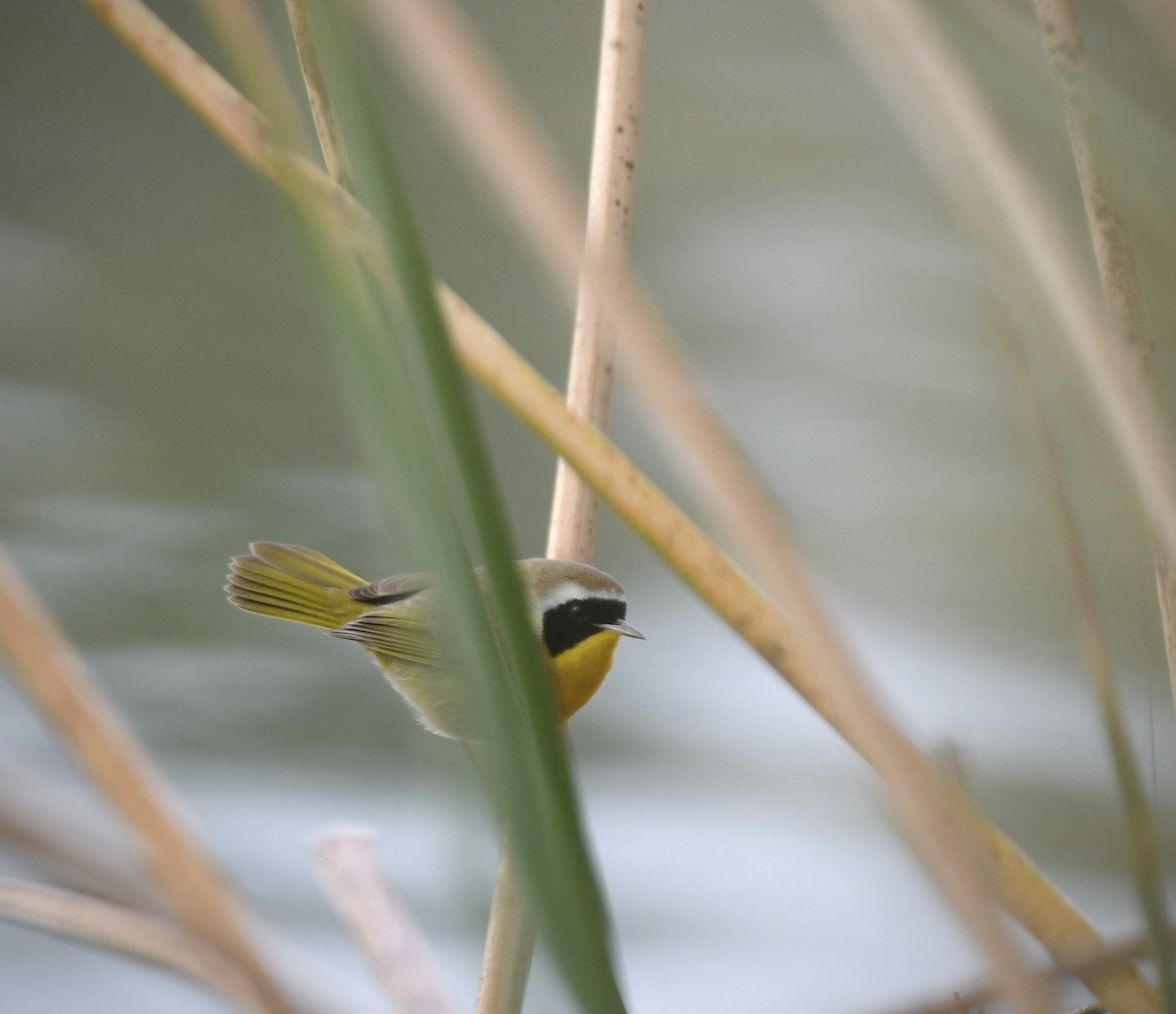 Common Yellowthroat - Caleb P.