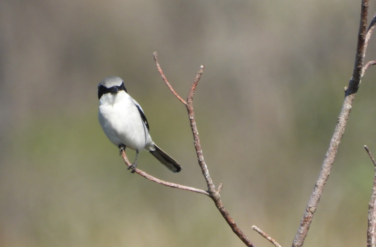 Loggerhead Shrike - ML612912794