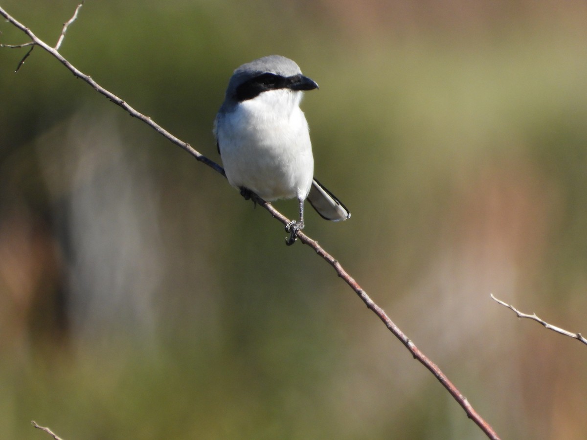 Loggerhead Shrike - ML612912798