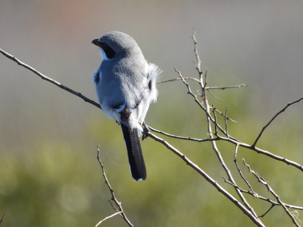 Loggerhead Shrike - ML612912801