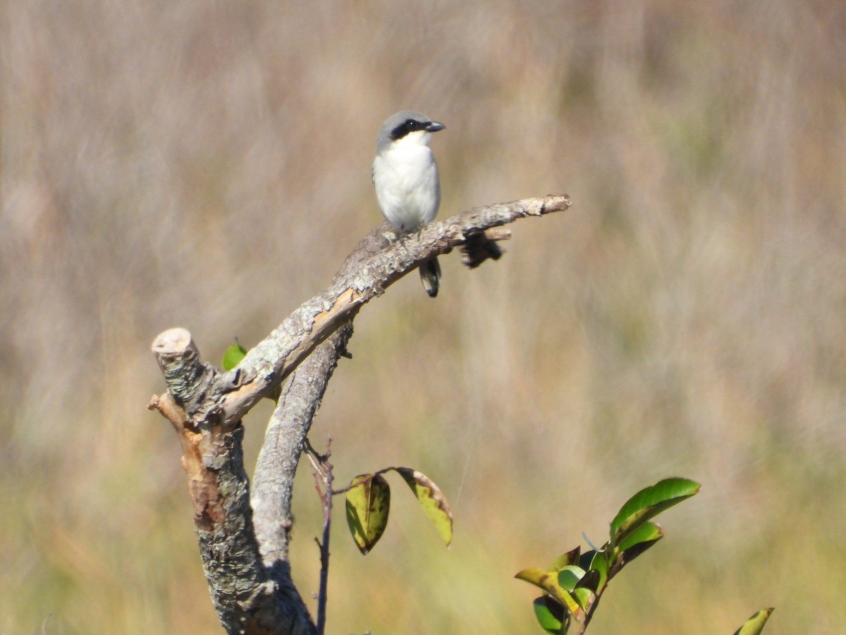 Loggerhead Shrike - ML612912803