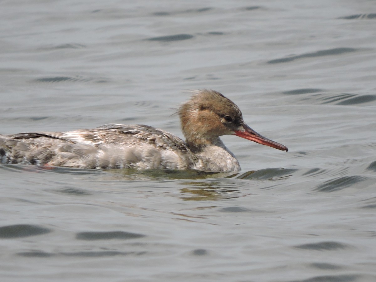 Сэвгэр бохио - ML61291281