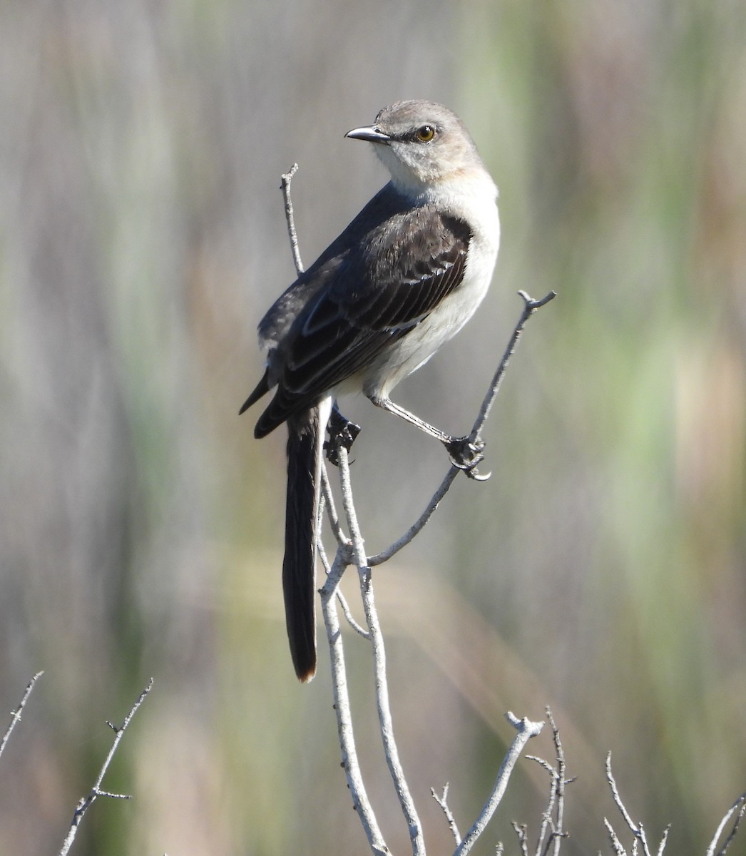 Northern Mockingbird - ML612912819