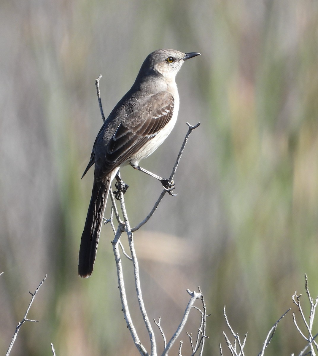 Northern Mockingbird - ML612912820