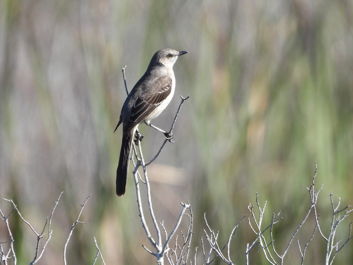 Northern Mockingbird - ML612912821