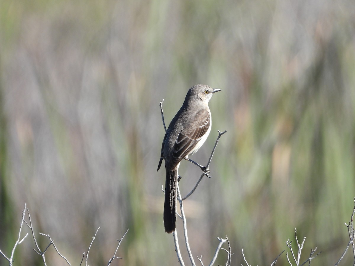 Northern Mockingbird - ML612912822