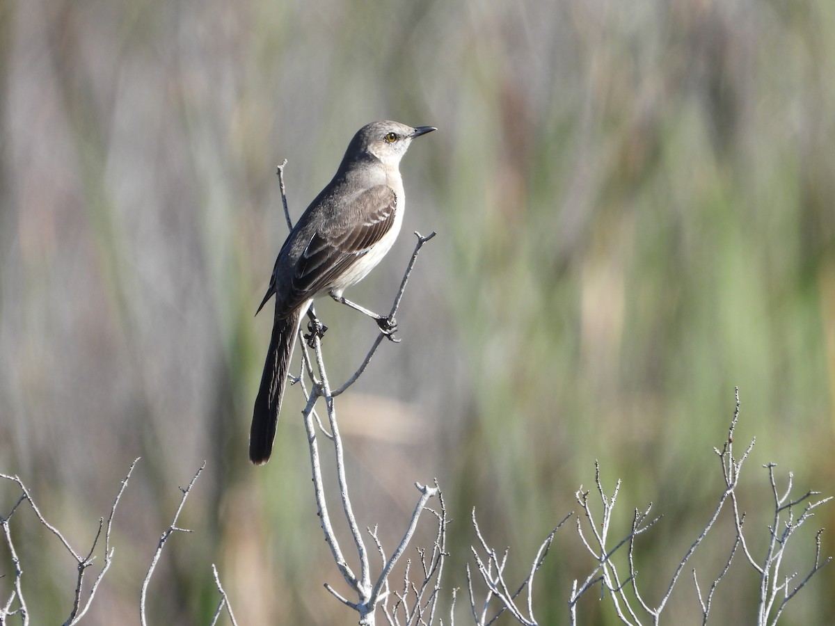 Northern Mockingbird - ML612912823