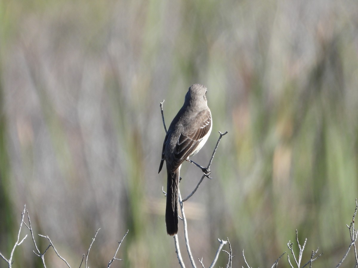 Northern Mockingbird - ML612912824