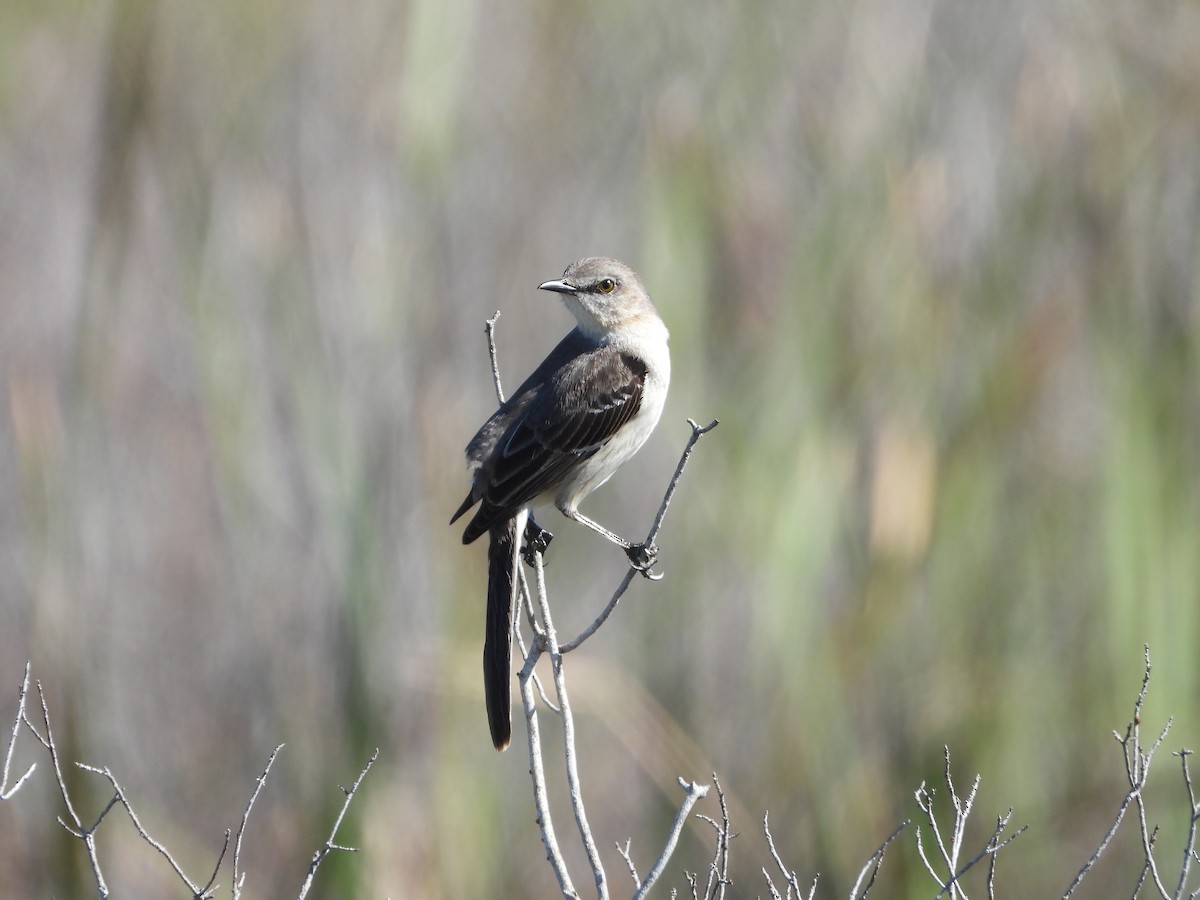 Northern Mockingbird - ML612912825