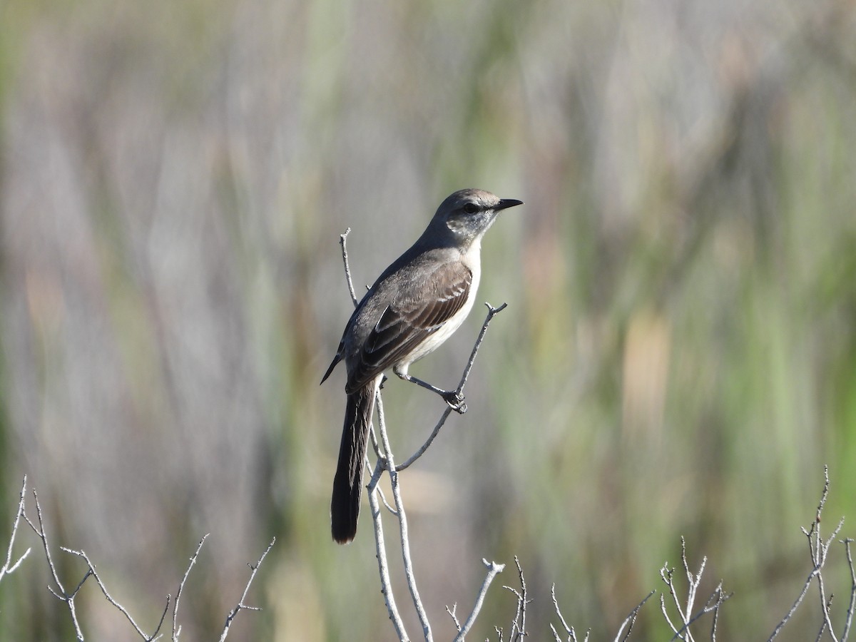 Northern Mockingbird - ML612912826