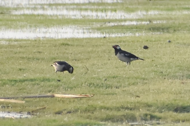 Indian Pied Starling - Vizz Vishwanath