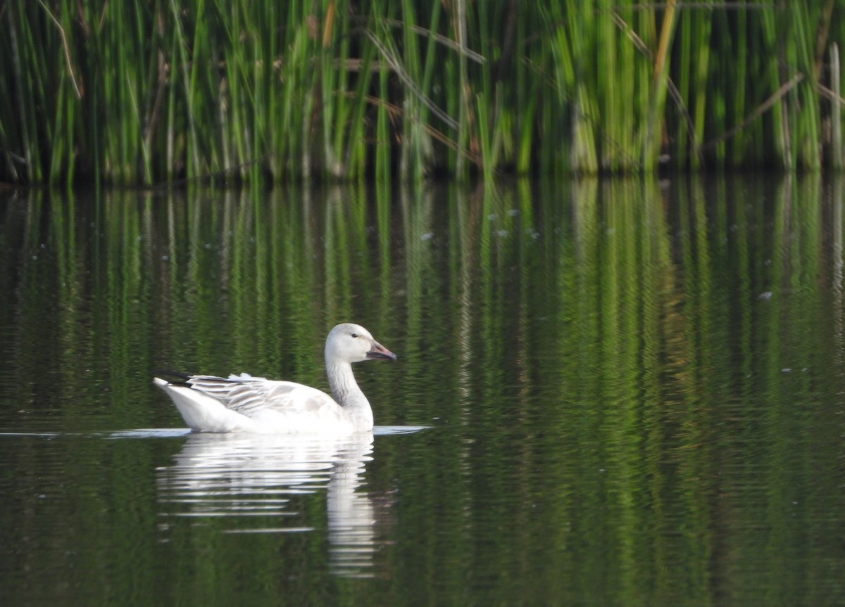 Snow Goose - ML612912910