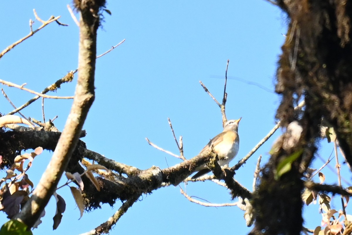 Халиун хөөндэй - ML612912942