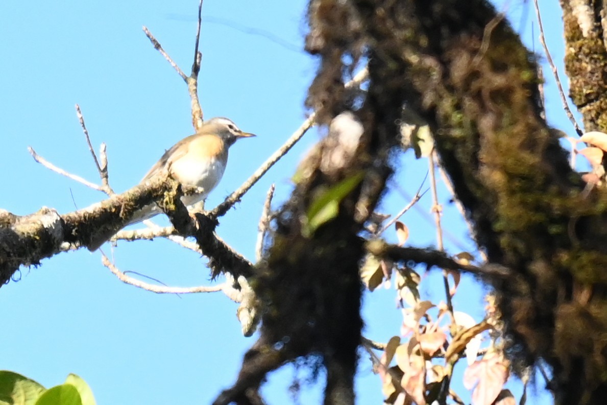 Халиун хөөндэй - ML612912943