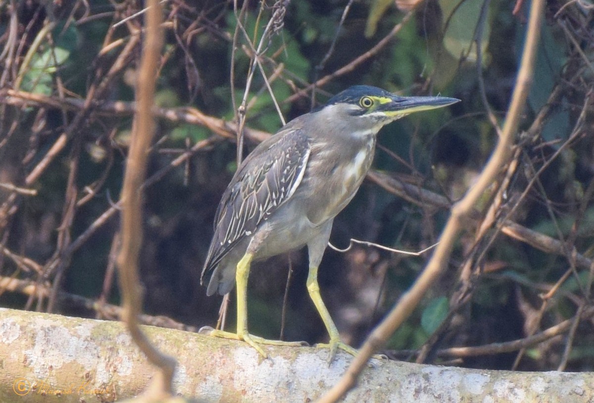 Striated Heron - ML612913017