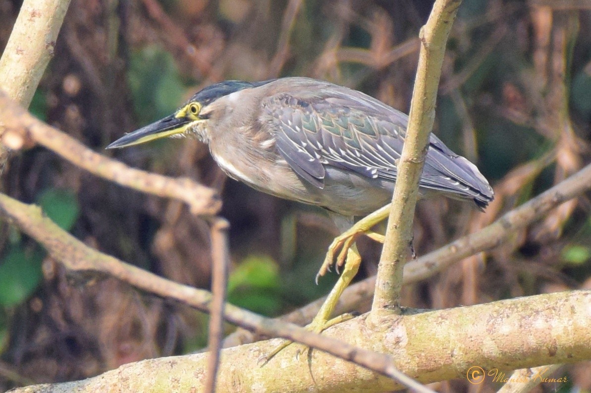 Striated Heron - ML612913018