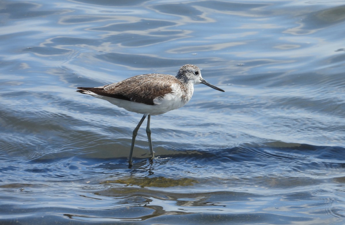 Common Greenshank - ML612913109